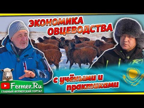 Видео: Казахские грубошёрстные овцы. Содержание овец зимой. Где деньги в овцеводстве? Учёные и бизнес в с/х