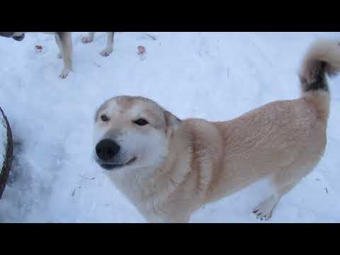 Видео: Вкусняшки лайкам на масленицу