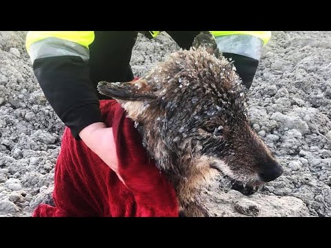 Видео: Мужчина спас волка, не подозревая, как хищник отплатит ему...