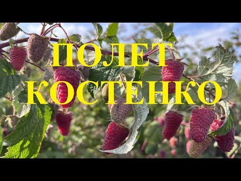 Видео: Малина ремонтантная Полет Костенко
