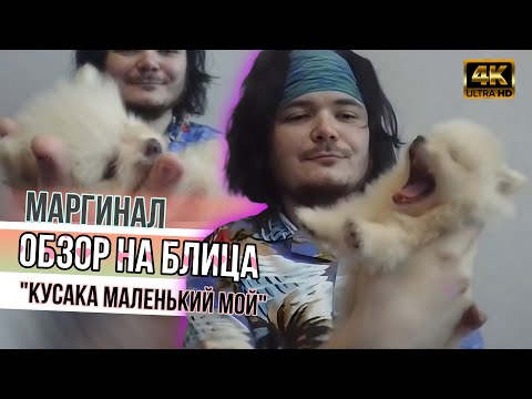 Видео: Маргинал. Обзор на Блица — собачку Маргинала 4K