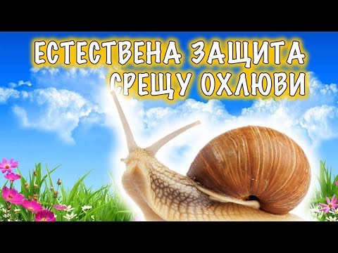 Видео: Защита срещу охлюви в градината.