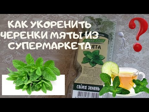 Видео: Как укоренить черенками мяту из супермаркета  в домашних условиях