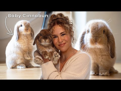 Видео: НАША ИСТОРИЯ | как и почему у меня появился домашний кролик