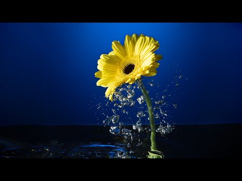 Видео: Сюрреалистическая фотография натюрморта