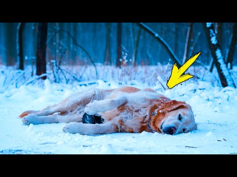 Видео: Мужчина спас замерзающую собаку. Но то, что он обнаружил под ней, Шокировало его!