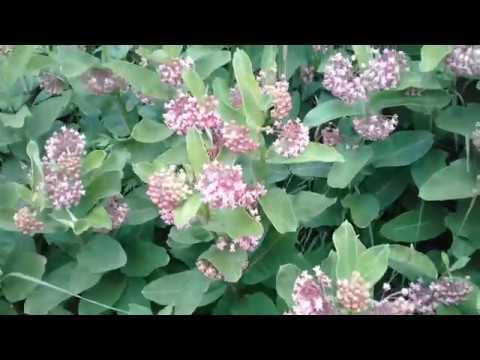 Видео: В ГОСТЯХ У ПЧЕЛОВОДА .ВАТОЧНИК СИРИЙСКИЙ!!!