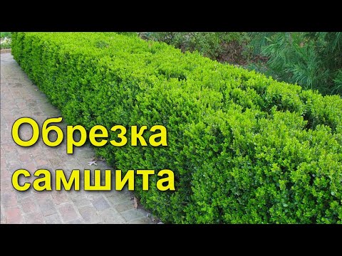 Видео: Обрезка самшита