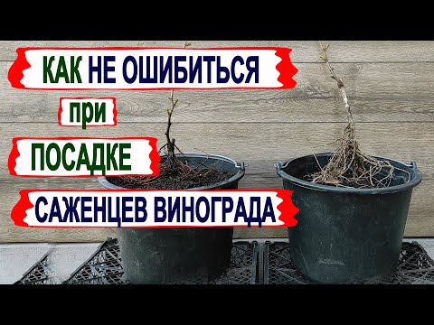 Видео: 🍇 Ошибка ОБРЕЗКИ ОДНОЛЕТНЕГО САЖЕНЦА перед посадкой. Как ВЕРТИКАЛЬНАЯ ПОЛЯРНОСТЬ вредит винограду.