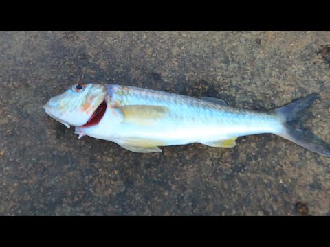 Видео: Барабулька или Карась Подводная охота на черном Море