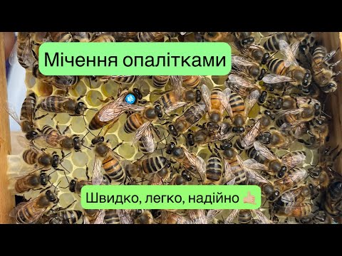 Видео: Як помітити матку? Мічення опалітками ✅