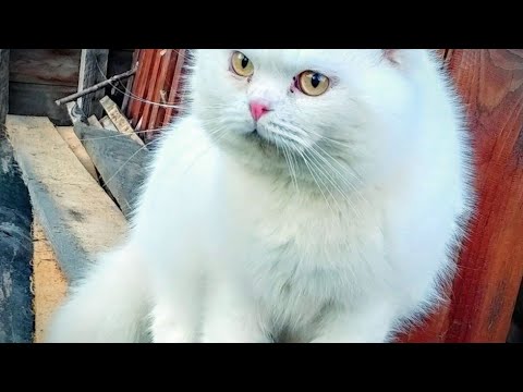 Видео: Мой кот Пушок требует особого ухода,но остаётся самым счастливым 😸