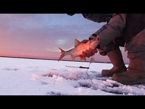 Видео: В КАЖДОЙ ЛУНКЕ ТАРАНЬ !!!!! МАНЫЧ 2023