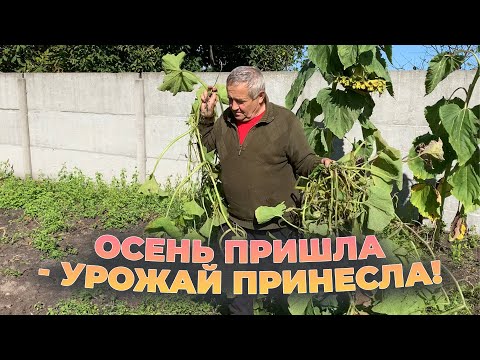 Видео: Последний сбор урожая. Хранение запасов. Мой маленький погребок.