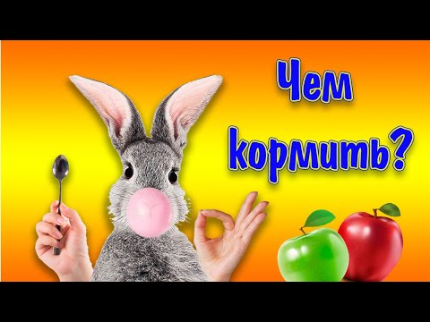 Видео: Что ест декоративный кролик, чем кормить кролика?