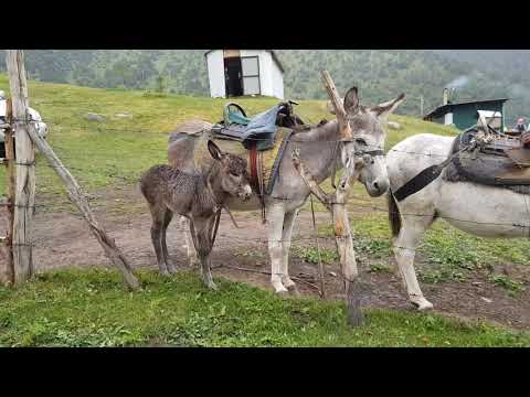 Видео: Kyrgyzstan,  Osh, Kyrgyz-Ata. Киргизия,  Ош, заповедник Кыргыз-Ата