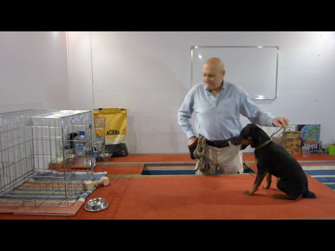 Видео: Дрессировка ягдтерьера Шера. День 7. Второе занятие