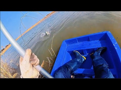 Видео: Сазаны рвут сеть, паук гнется. Рыбалка на паук 🕷 подъемник. #рыбалка #fishing #낚시 #рыбалканаозере