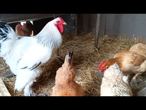 Видео: Поменяли породных петухов 🐓/ выпустили #цыплят