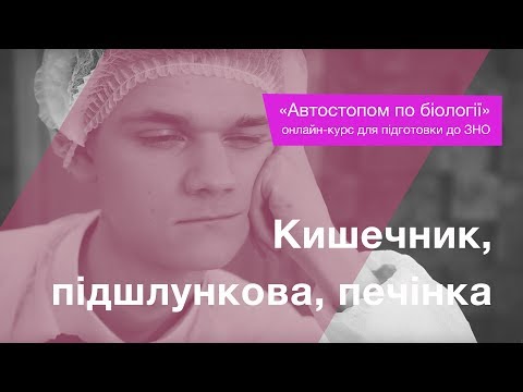 Видео: Кишечник, підшлункова, печінка – Підготовка до ЗНО – Біологія