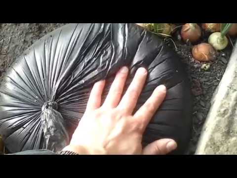 Видео: вегетарии все плюсы и минусы 2