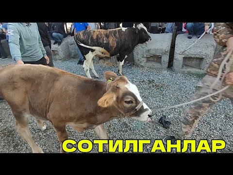 Видео: Сигир хунажин букалар нархлари СОТИЛГАНЛАР 💥 Ан. ХОЖАОБОД 