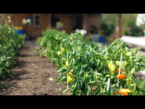 Видео: Как превратить безжизненную землю в плодородную за год и за копейки!!! 