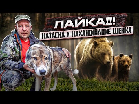 Видео: Медведица вместо глухаря. Жизнь в тайге. Рыбалка.