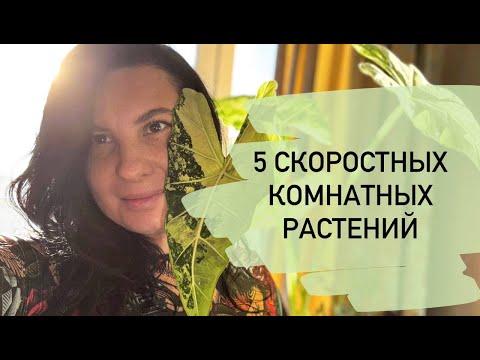 Видео: Пять необычных быстрорастущих комнатных растений