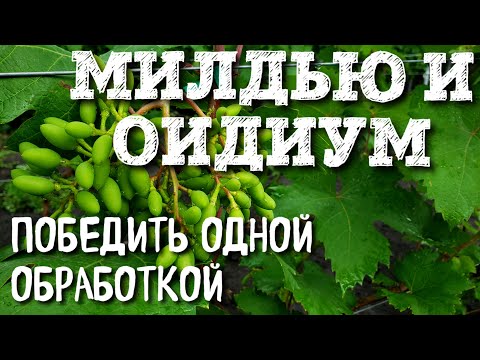 Видео: БОРЬБА С МИЛДЬЮ И ОИДИУМОМ. ОБРАБОТКА ПОСЛЕ ЦВЕТЕНИЯ. САМАЯ ВАЖНАЯ ОБРАБОТКА В ГОДУ