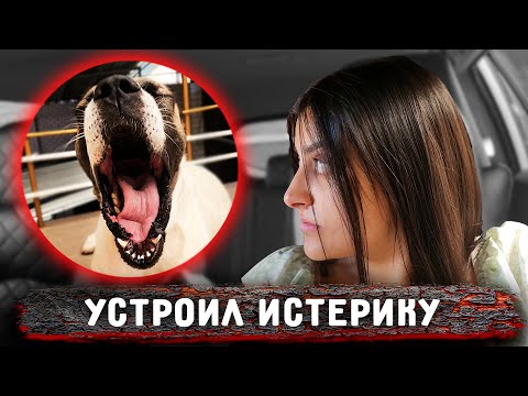 Видео: Массовая истерика у собак.. Отпустила Филю с клетки, остальных переместила на места поудобнее.