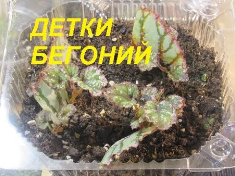 Видео: НЕ НАДО ТАК РАЗМНОЖАТЬ БЕГОНИЮ. РЕЗУЛЬТАТЫ.