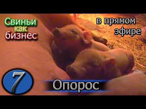 Видео: ОПОРОС В "ПРЯМОМ ЭФИРЕ"