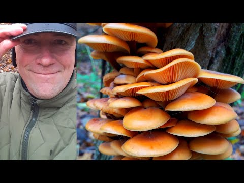 Видео: ЗИМНИЕ ГРИБЫ! Как найти Зимний опёнок.