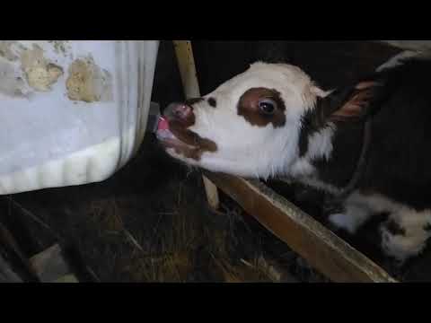 Видео: Бұзауға сүт қалай береміз.