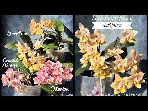 Видео: Парфюмерные фабрики бабочки и трилипс: Oriental, Odorion, Scention в домашнем цветении |Обзор сортов