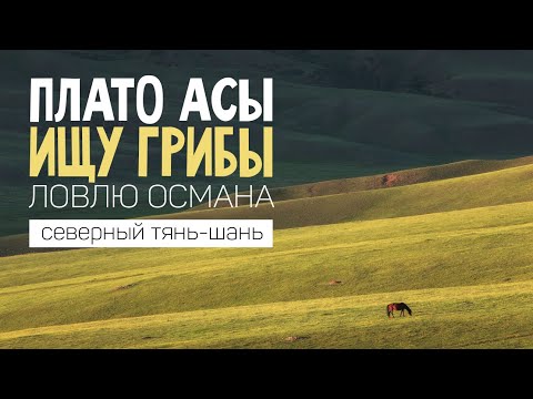 Видео: Ловлю Османа, ищу грибы. Плато Асы. Северный Тянь-Шань. Казахстан.