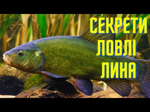 Видео: СЕКРЕТИ ЛОВЛІ ЛИНА на ПОПЛАВОК! ЯКІ ПРИКОРМКИ І НАЖИВКУ ВИКОРИСТОВУЮ???