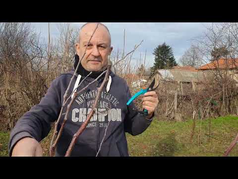 Видео: 1.24.Пролетна Резитба Овошки на етапи. (I етап)