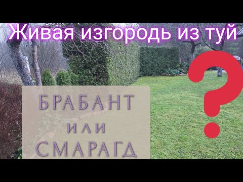 Видео: Живая изгородь из туй. Сравнение туи Брабант и туи Смарагд. Какую выбрать? Плюсы и минусы.