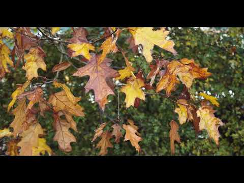 Видео: ИМПЕРИЯ ЗАПАХОВ