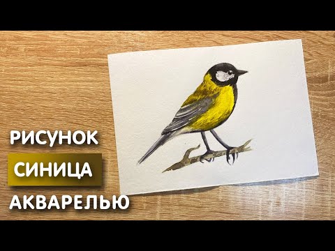 Видео: Как нарисовать синицу карандашом и акварелью начинающим | Рисунок для детей