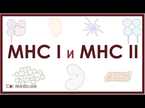 Видео: Главный комплекс гистосовместимости - MHC 1 и 2 - что такое, функции, строение, механизм презентации