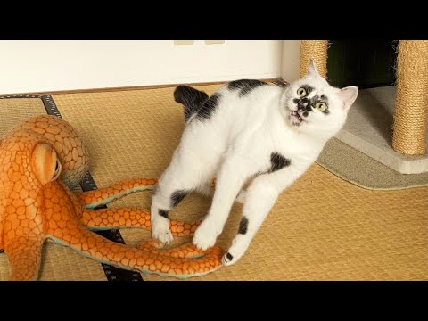 Видео: Самые смешные видео с животными 2025 года 😹 Когда питомцы делают самые глупые вещи!