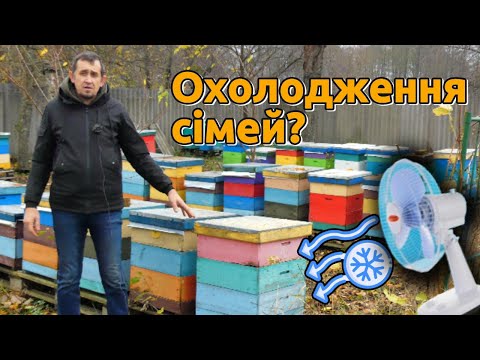 Видео: Охолодження бджолосімей від пізнього розплоду. Правда чи міф?
