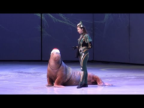 Видео: 11/01/2025. Шоу "Кощей". Морж Лора. Москвариум
