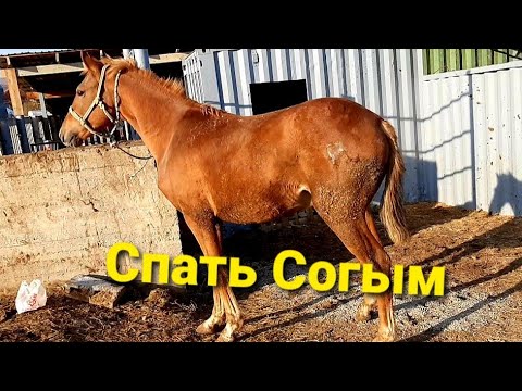 Видео: Узынагаш малбазар нооопновый 🔥🔥 Алматы 17.10.21