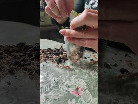 Видео: Как посадить детку орхидеи