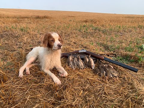 Видео: Останнє полювання на перепела до війни...