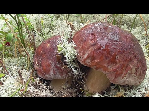 Видео: Живём в деревне!\ За грибами в бор беломошник! \ Одна в лесу!